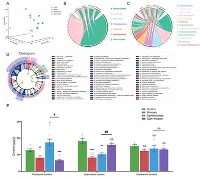 Underlying beneficial effects of Rhubarb on constipation-induced inflammation, disorder of gut microbiome and metabolism